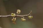 American witch-hazel